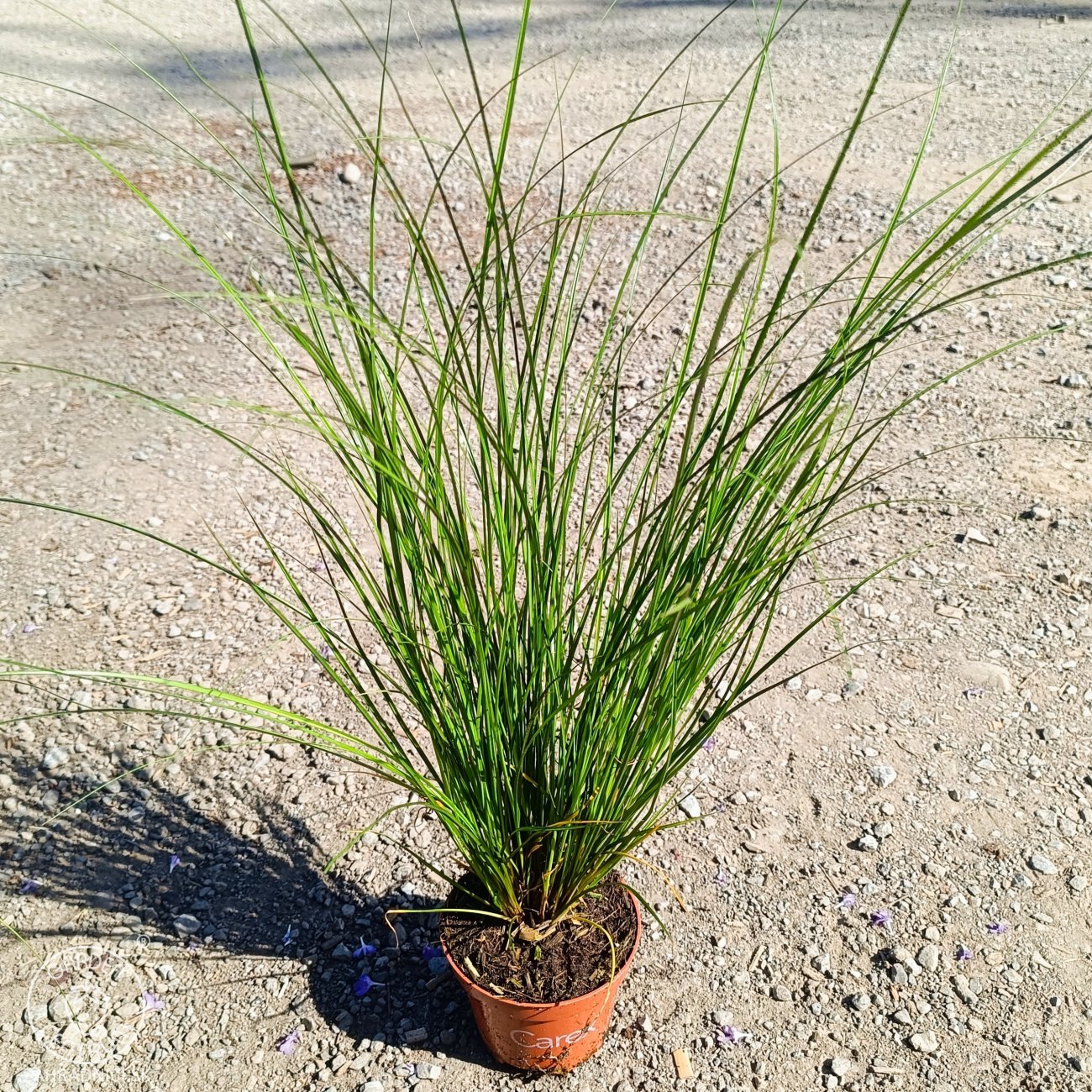 Obrázok Ostrica Howardova (Carex howardii) ‘PHOENIX GREEN’- kont. P11